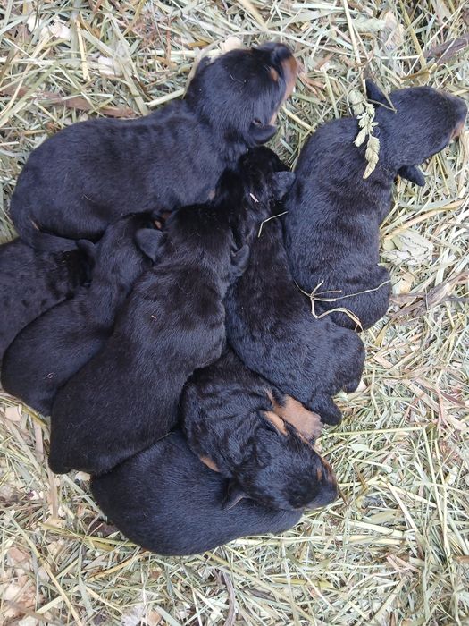 Продам щенков Ягдтерьера