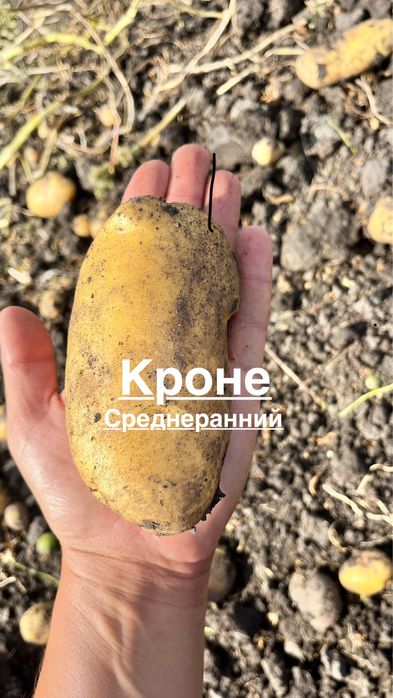 Картофель Семенной.