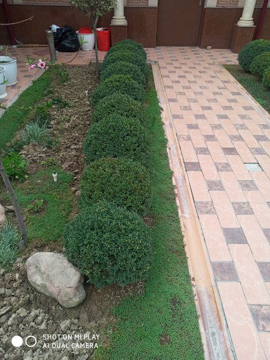 Archa kesish boshlandi