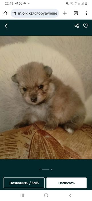 Пр.щенков мини шпица девочка и мальчик 1 мес