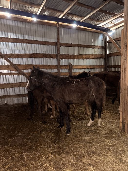 Продам 7 тайчиков