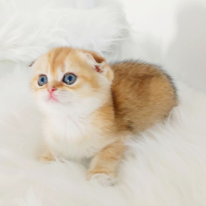 ШотЛандСкие кошечки.