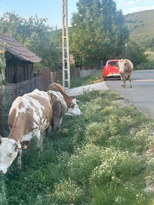 Vaci cu lapte,de vanzare!
