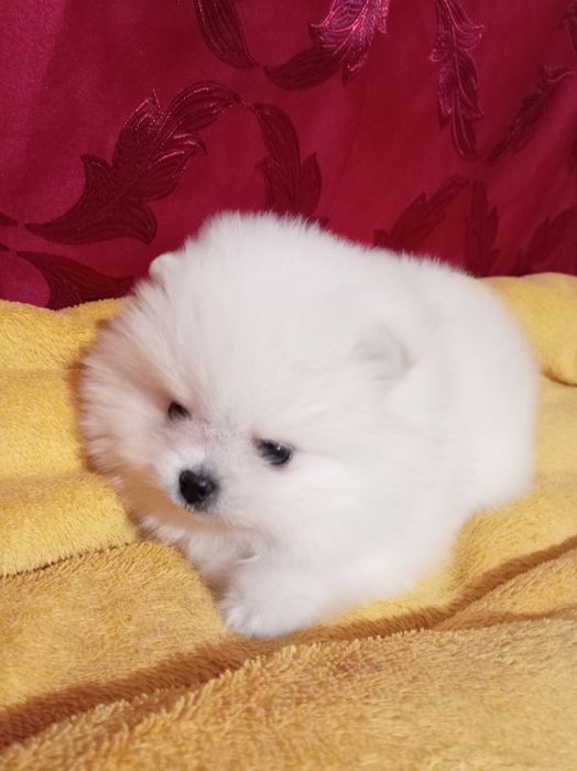 Продам щенка шпица