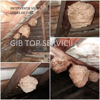 Servicii deratizare , dezinsectie , dezinfectie plosnite - gandaci