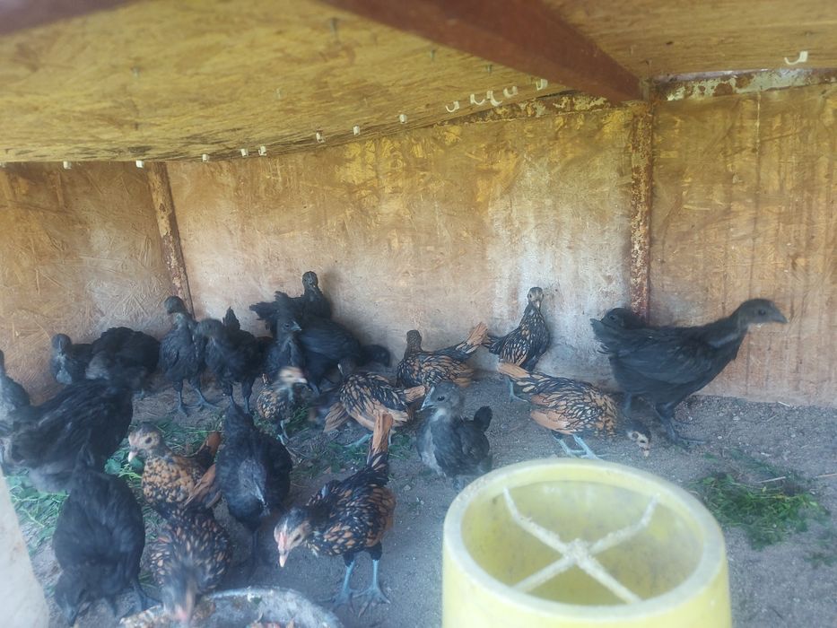 Ухейилюль  и сибрайт цыплята