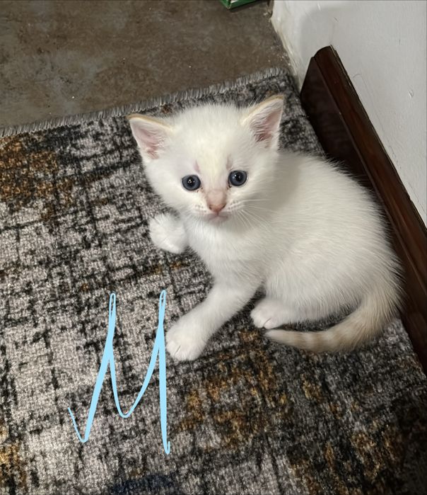 отдаем котят в добрые руки