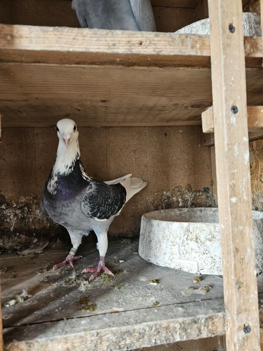 Vand porumbel mascul voiajor 2025 
Vaccinat si de