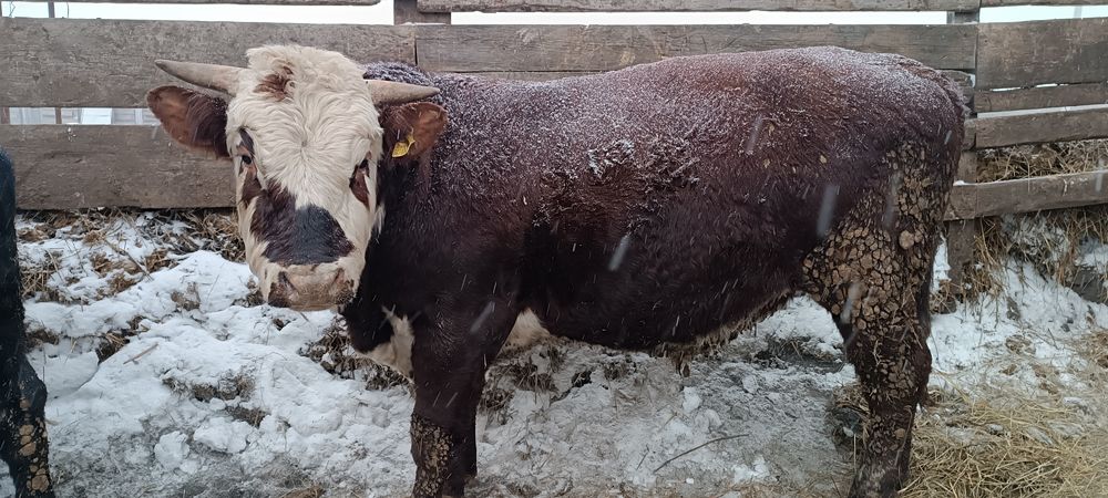 Мясо молодняк бычок