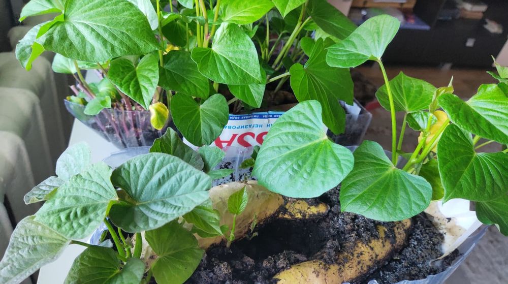 Рассада батата дом