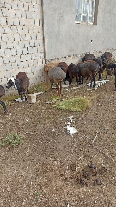 Qoylar sotiladi bugos