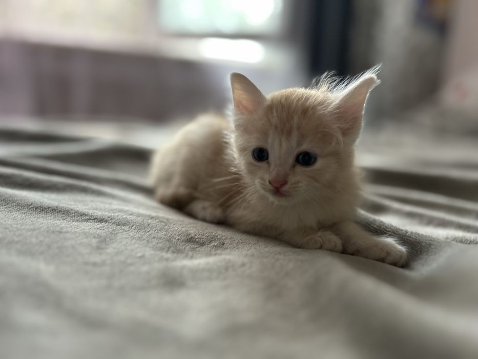Отдаю котят в добрые руки