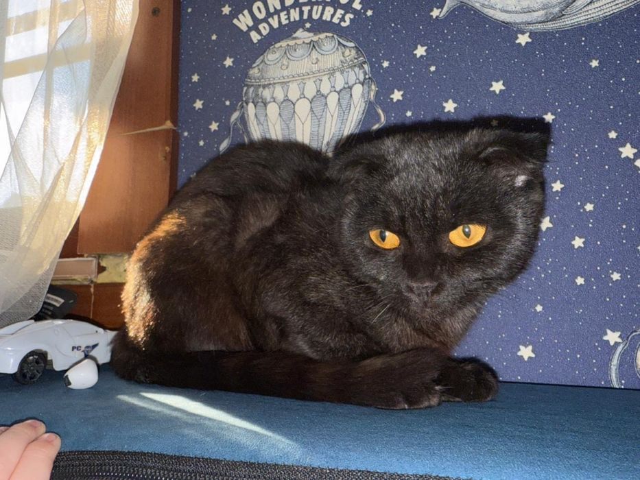 Шотланский вислоухий котенок