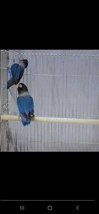 Nerazluchka Maska Lutina Paralar Неразлучники Маска Лутина Пари