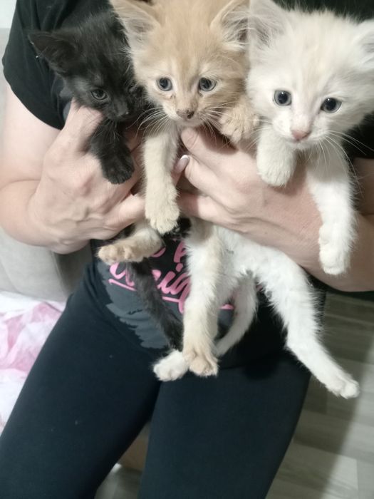 Отдам котят в добрые руки