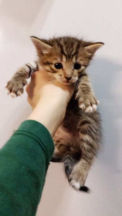 Два мальчишки в добрые руки