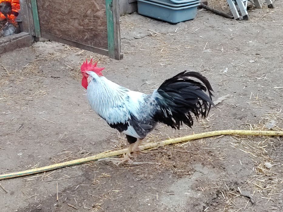 Vând oua incubat și pui din rasele serama, padoane, chaboo, italiene. Curca