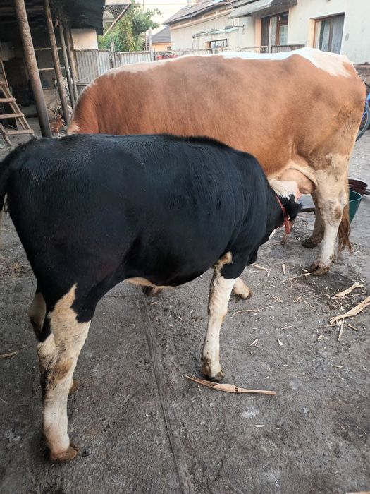 Vitea Balțată pe negru
