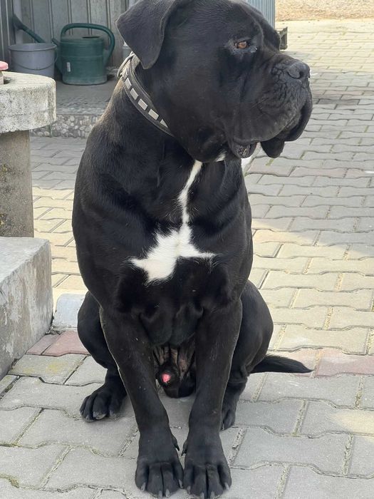 Cane Corso mascul, 1 an și 8 luni, pedigree + vaccinuri la zi