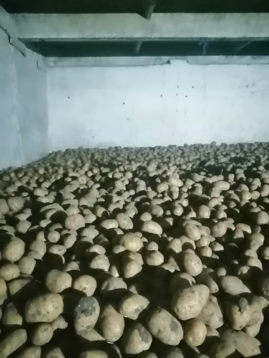 Продам картофель едововой
