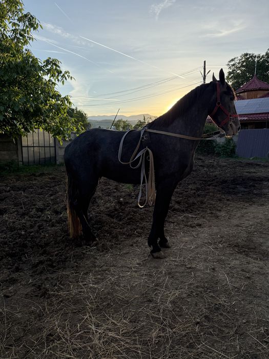 Vand sau schimb iapa sura si iapa neagra
