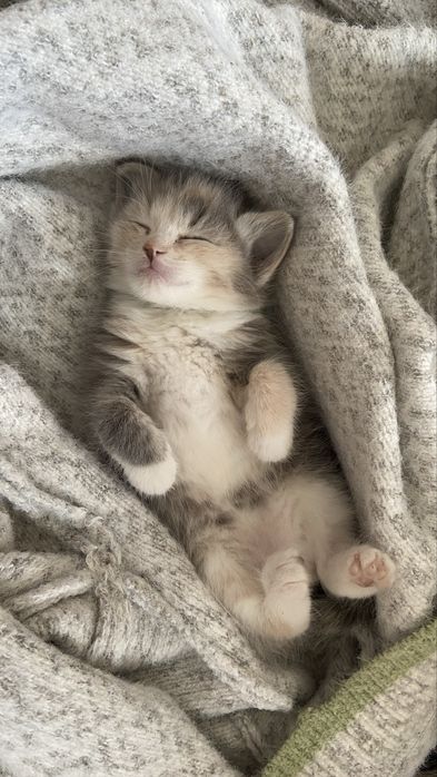 Котёнок, 1 месяц