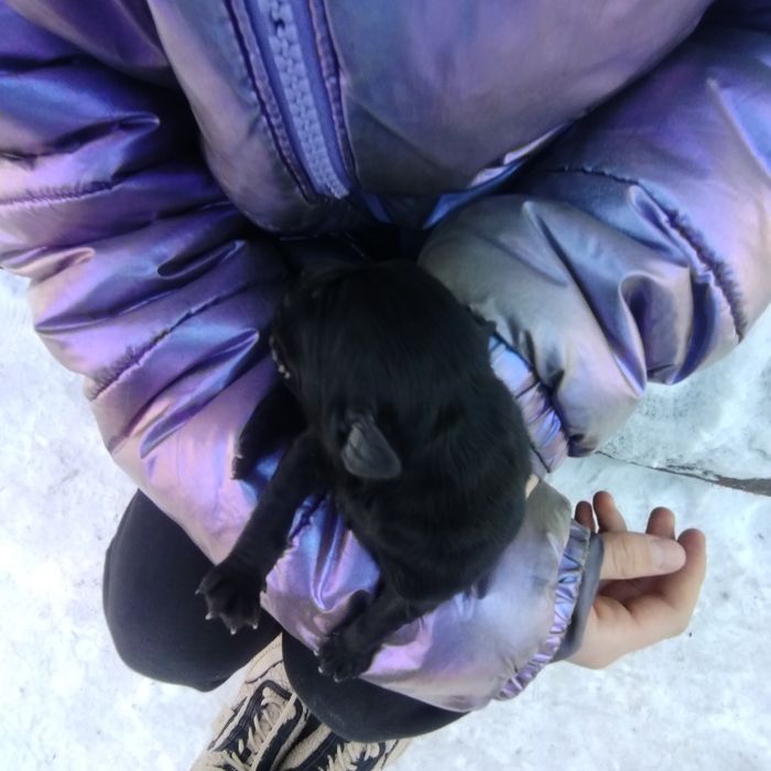 Чёрненькие щенята миленькие