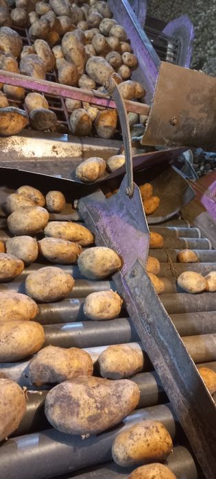 Продам Картофель