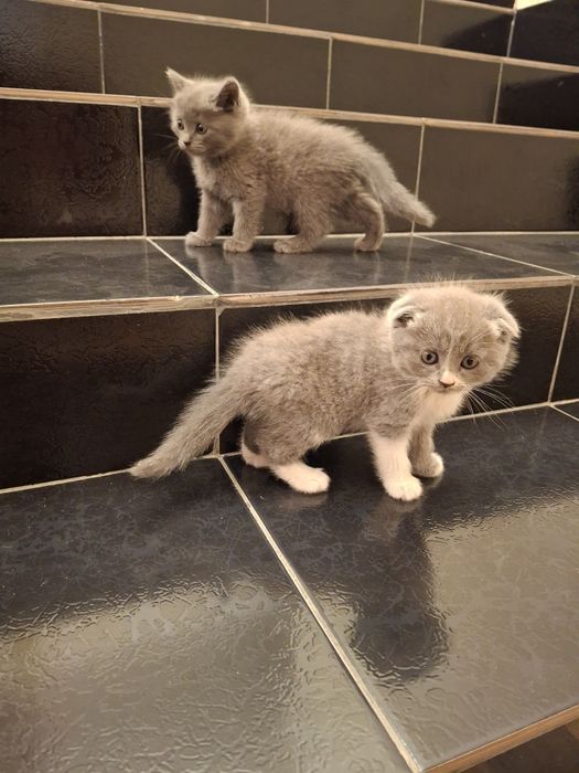 Кошка породистая
