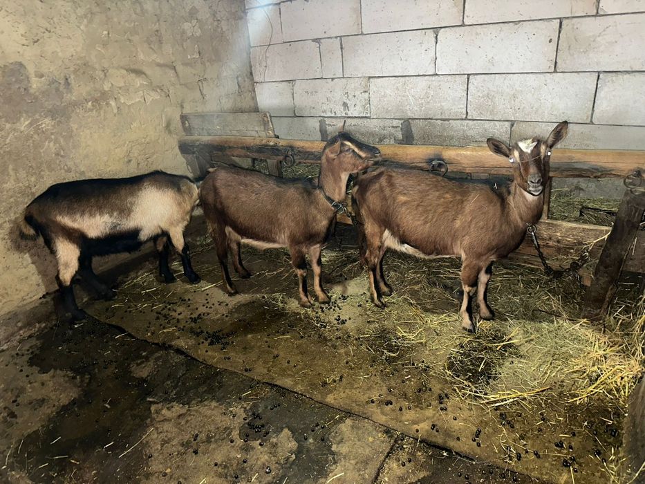 Vând capre alpin francez