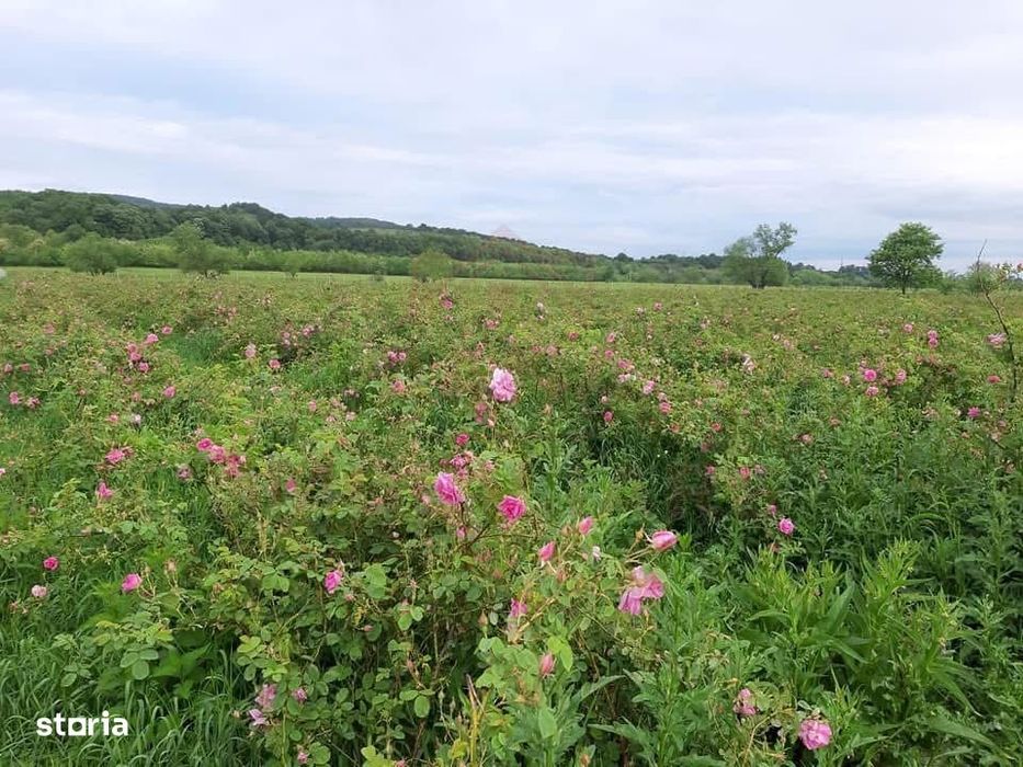 Teren Cu Plantație De Trandafiri ,,Rosa Damascena,\ \Caransebeș\Jud.cs