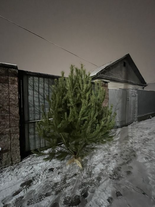 Новогодние сосны