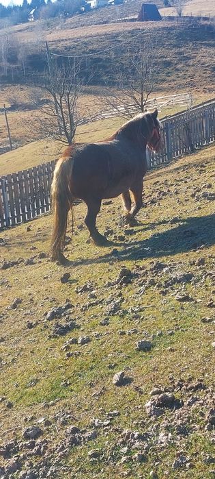 Vând iapa gestată. Sau fac schimb