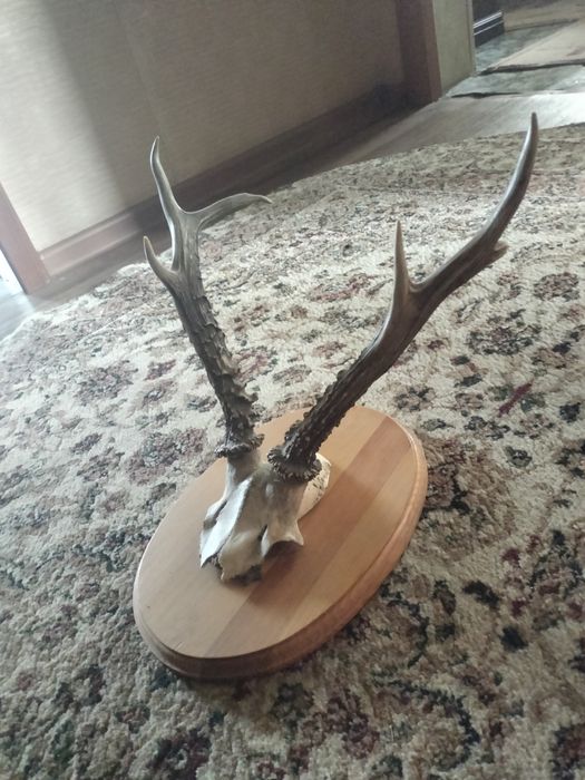 Продам рога размер 35×45см
