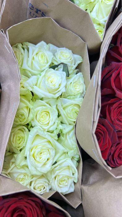 Пионы по оптовой цене