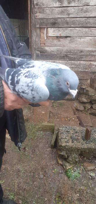 Пощенски гълъби, за състезания