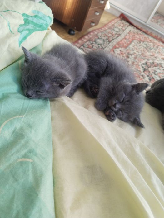 Продам котят помесь шотландского
