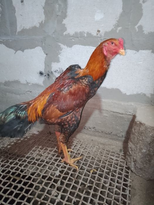 Продам Шамо жужика