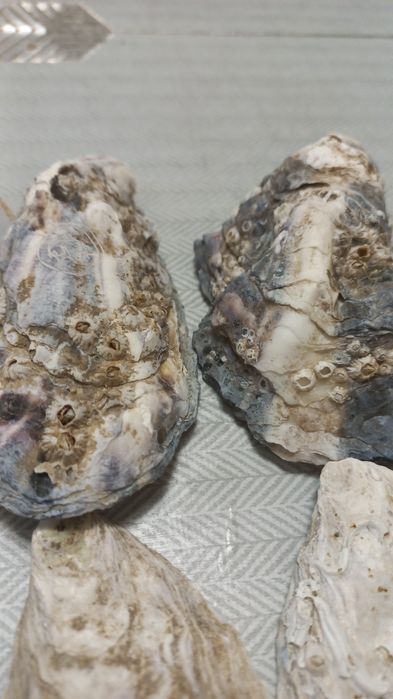 Продам ракушки в аквариум