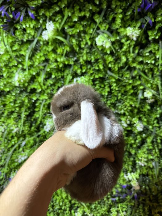 карликове кролики