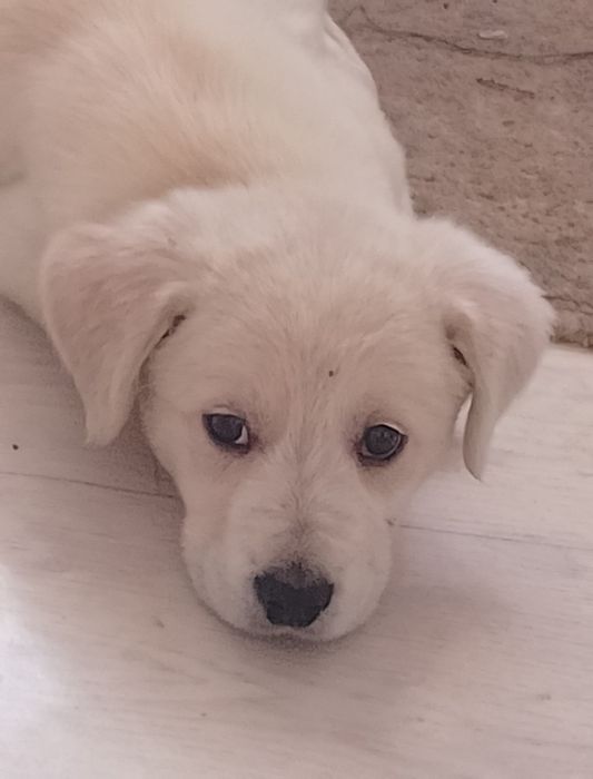 Лабрадор ротвейлер