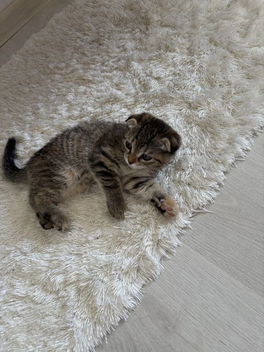 Котенок 1,5 месяц