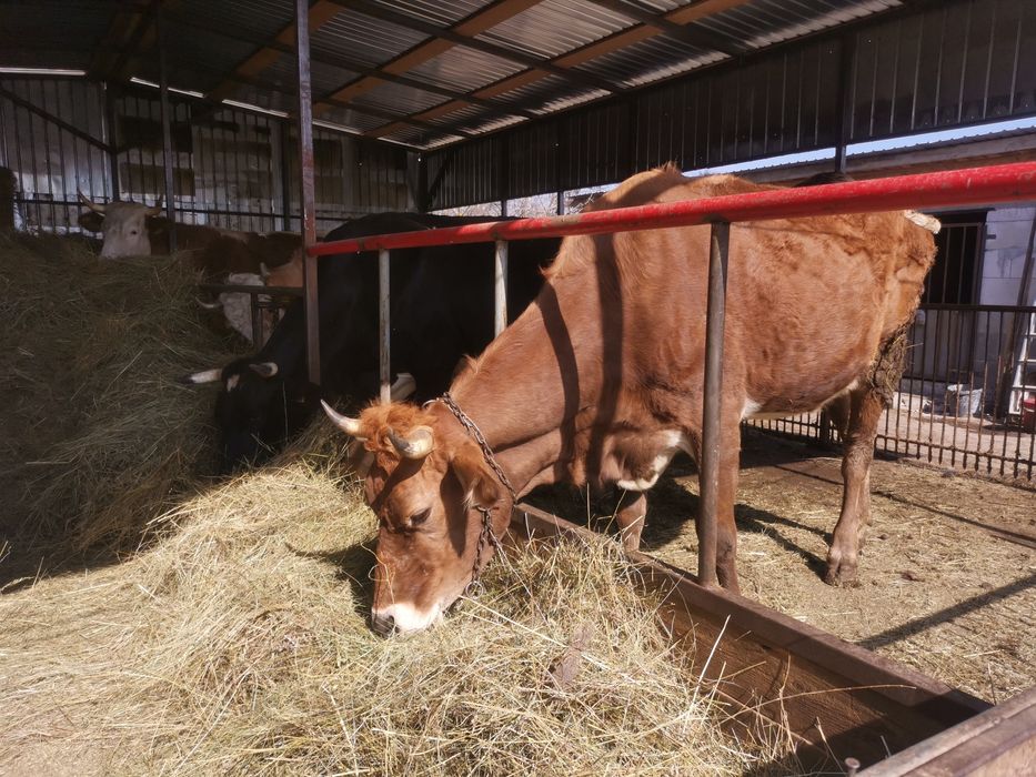 Vând vaca metis bruna