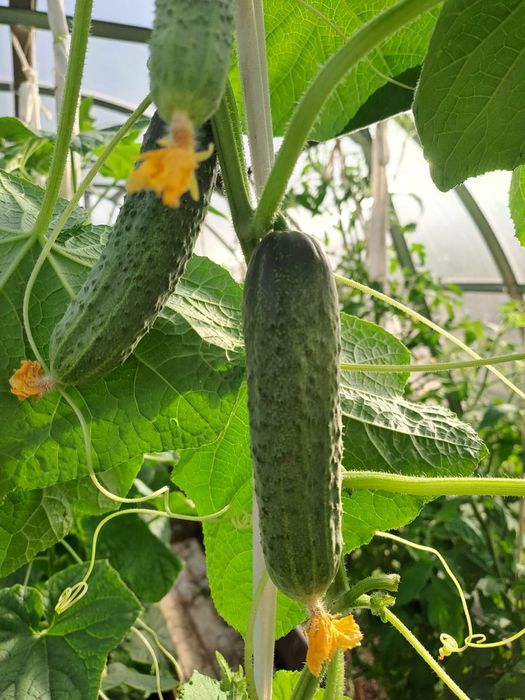 Огурцы домашние продам
