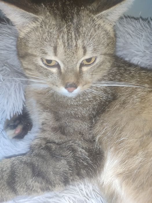 Очаровательный котик Тимур ищет дом.