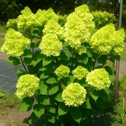 Метельчатая гортензия Мохито, саженец C1.5