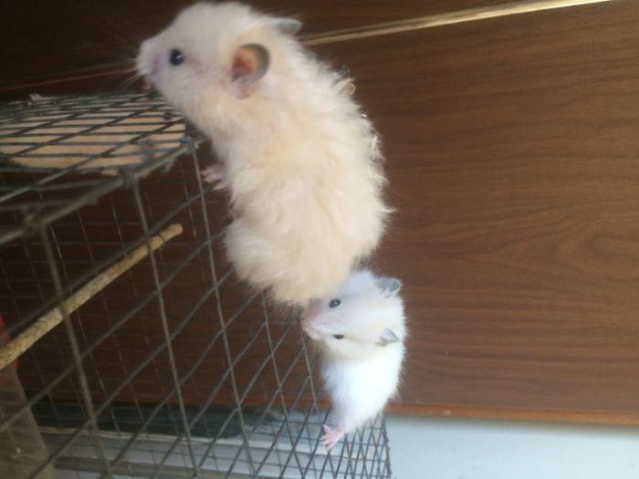 Хомяки домашние !