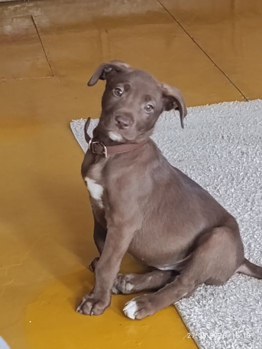 Питбулька,шоколадная девочка с красивыми глазами.35000