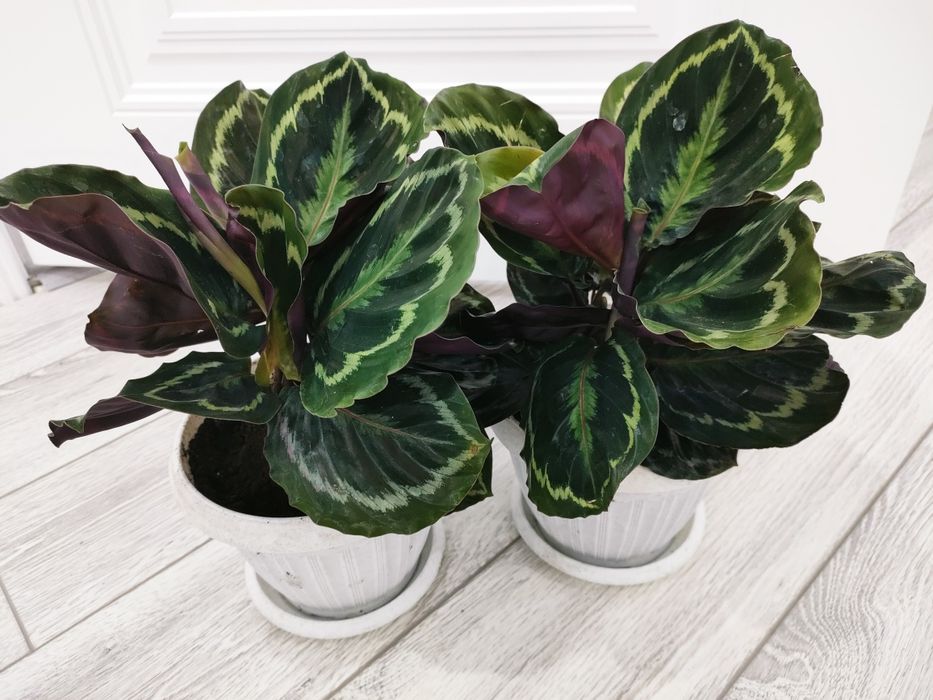 Комнатные растения, доставка..