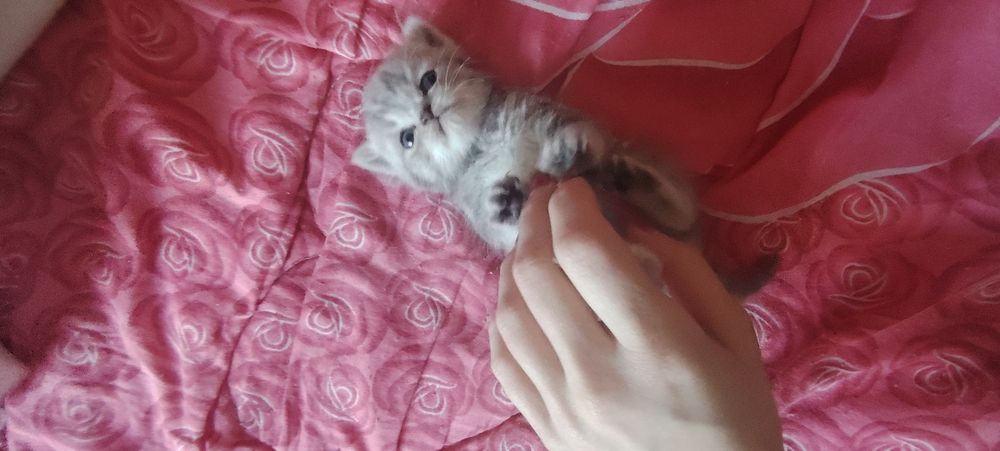 Шотландские котята